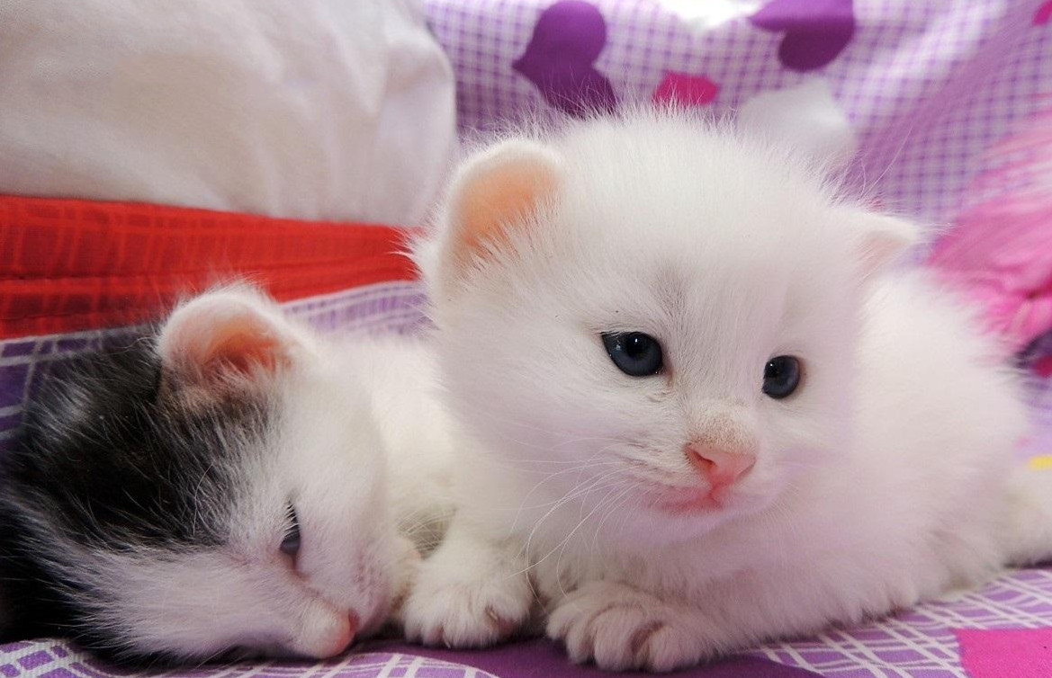 这个专业有点神奇，学生每人发一条狗，并且全国只有1所大学开设