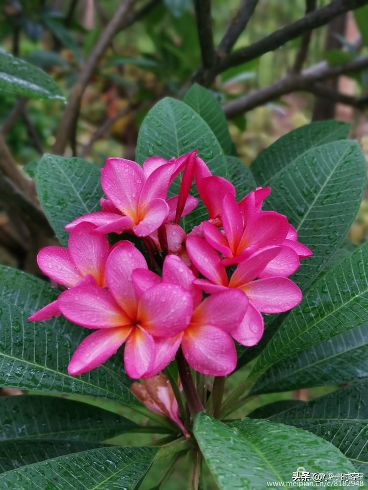 诗情花意：初秋雨晴花意浓