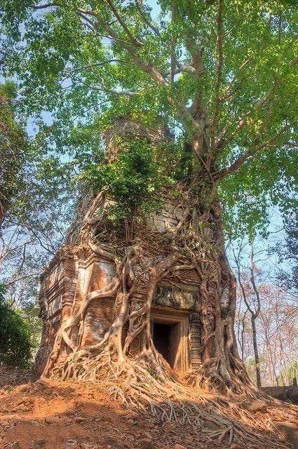 柬埔寨有电影《魔界》里精灵居住的树屋？