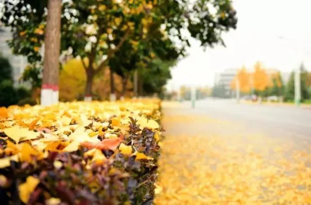 西安外国语大学，是由什么做成的？