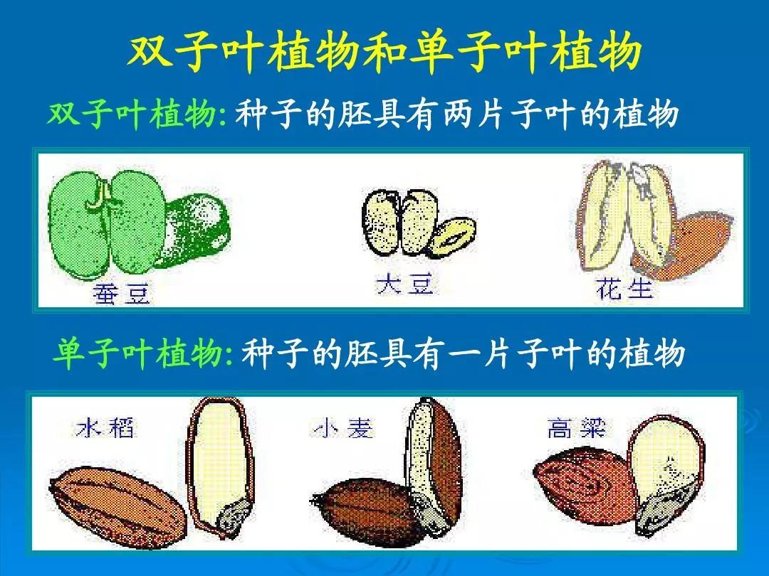 绿色开花植物的一生(图文讲解植物的开花全过程)