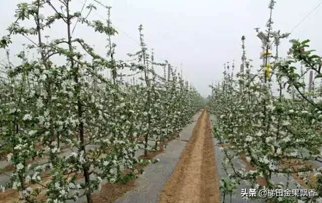 苹果生长周期（揭秘苹果树一年内的生长周期过程）