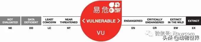 企鹅是鸟吗（带你了解世界上的18种企鹅）