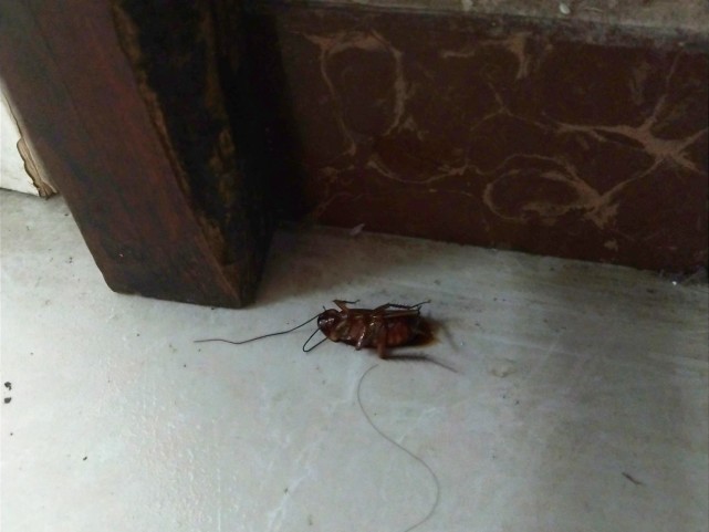 小蟑螂图片(蟑螂图片大全大图)-我的快乐小窝