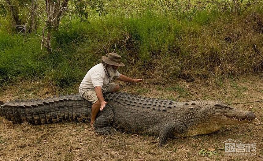 亚马逊的12米长的巨蟒,5米长的鳄鱼都没它杀伤性大