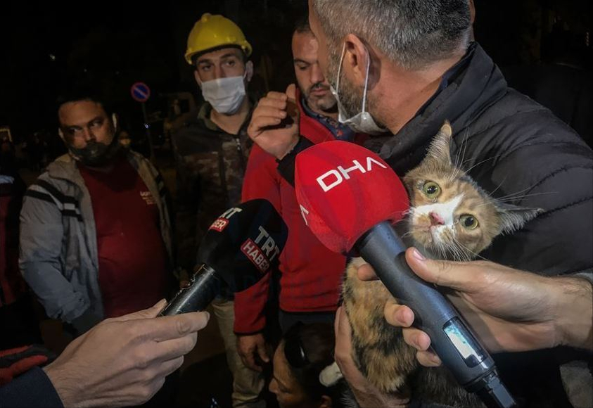 狗救出了困在地震废墟中30小时的猫，猫成了英雄，狗却默默无闻