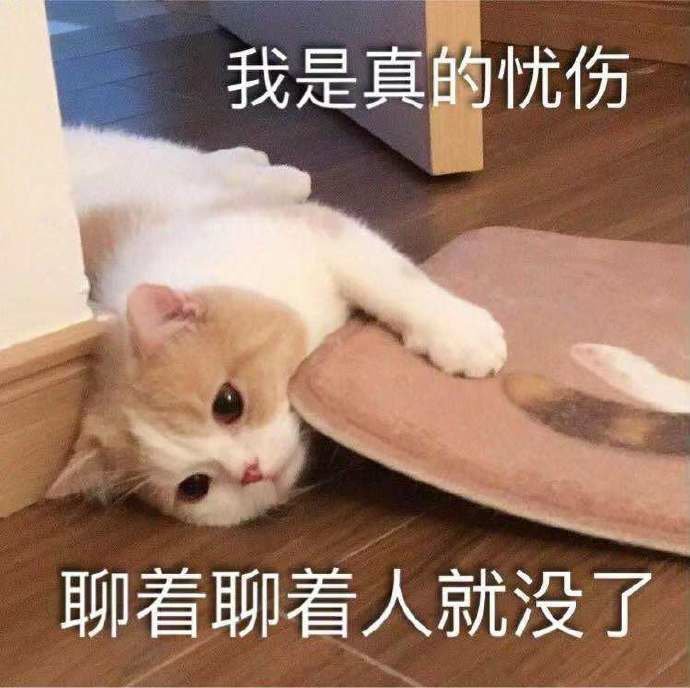 猫咪表情包合集｜我不和你天下第一好了