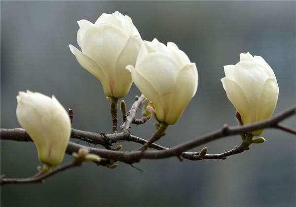 白兰花的栽培管理(白兰花的栽培与管理)