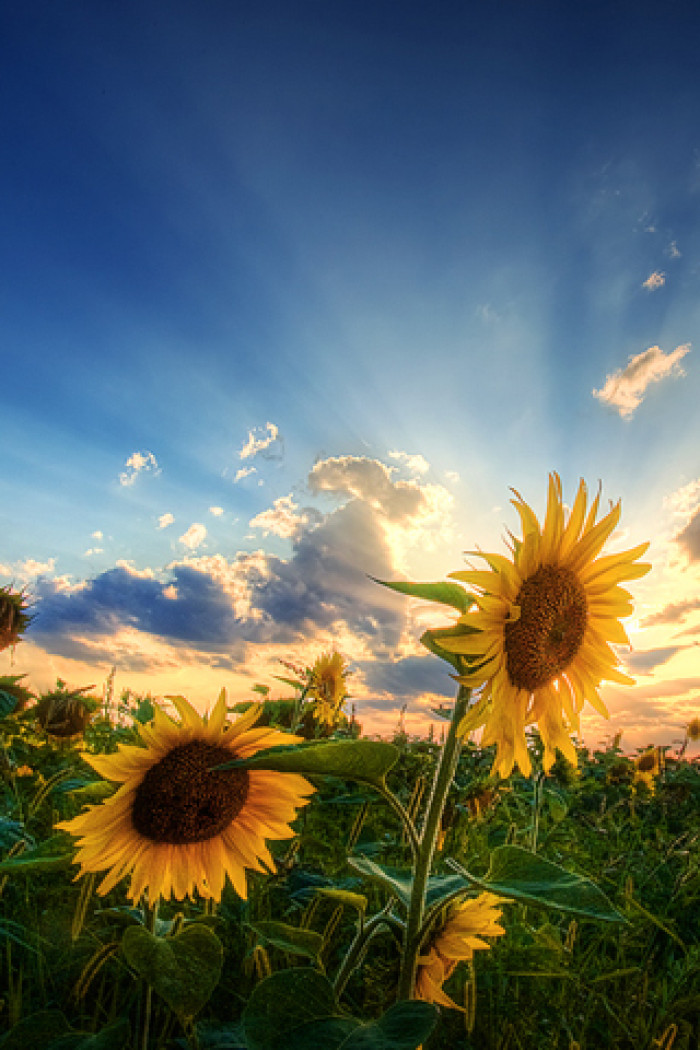 散文:心怀阳光,人生至美