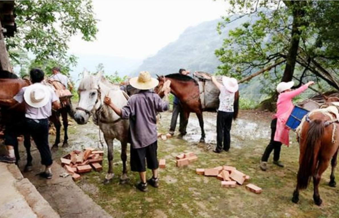 揭秘“骡马帮”夫妻的真实生活：在密林深处干活，月收入高达四万