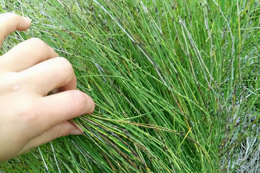 节节草是什么?坚持用它泡脚有什么好处?抽空了解下吧