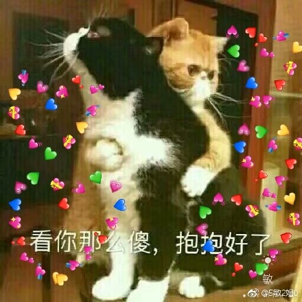 猫咪表情包：要做大哥的女人吗