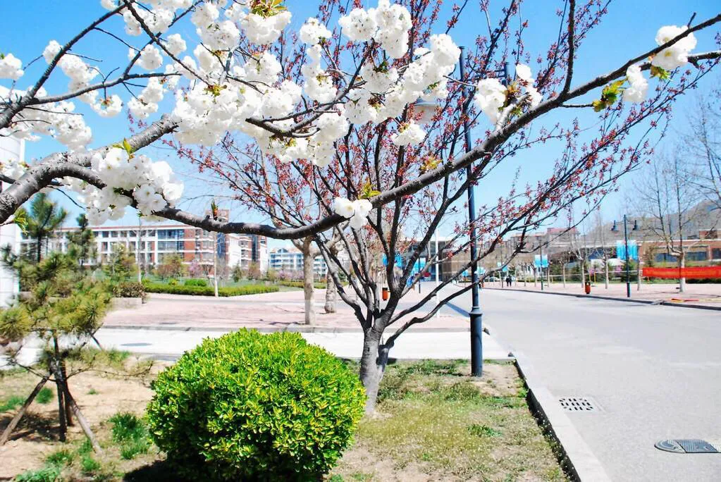 【教育看山东】山东外贸职业学院