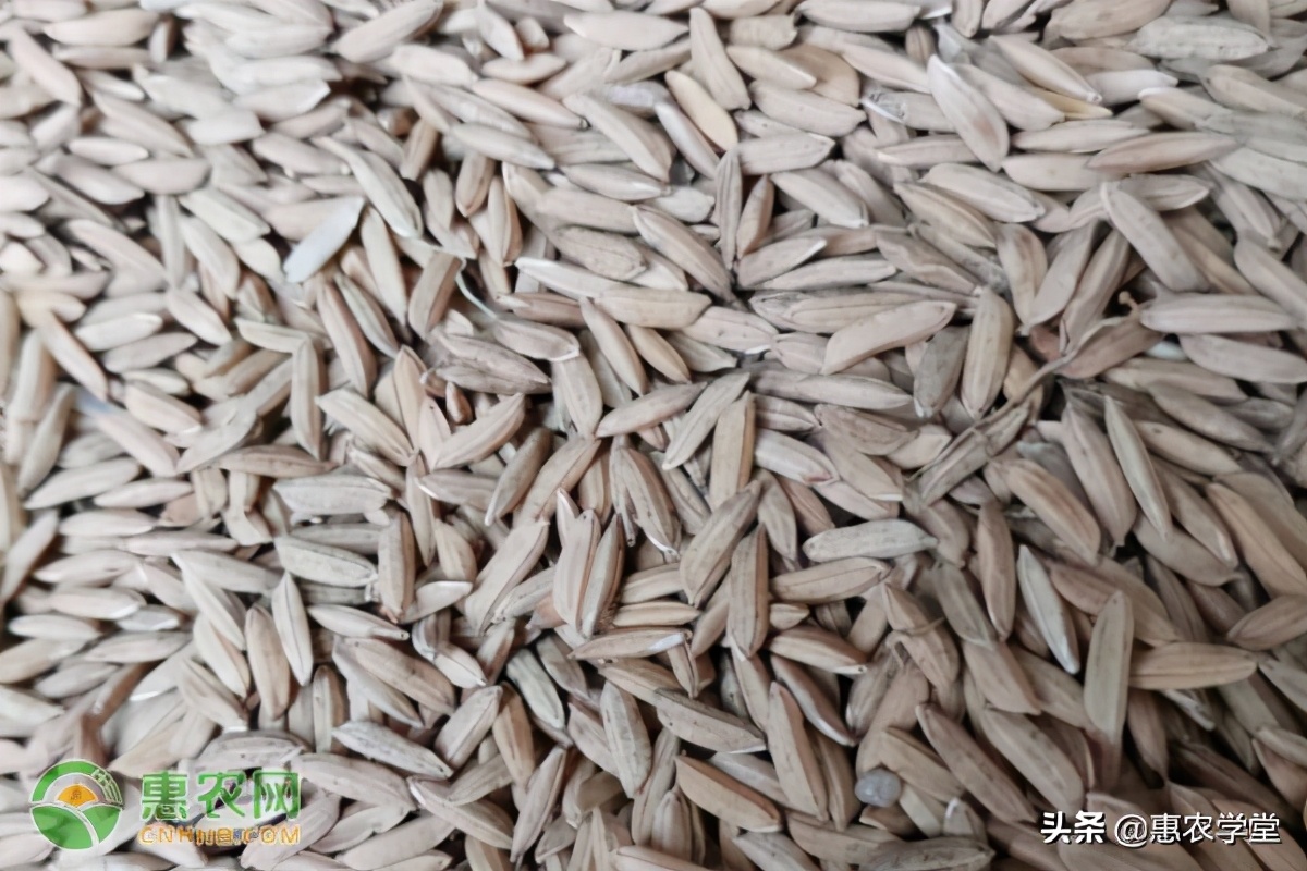今日水稻价格多少钱一斤？春节前水稻行情会有大波动吗？