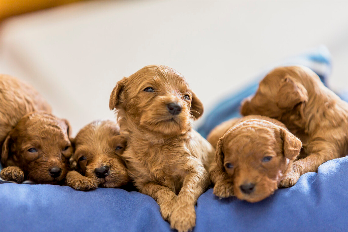 泰迪常见的5种毛发颜色,有你家狗子吗?