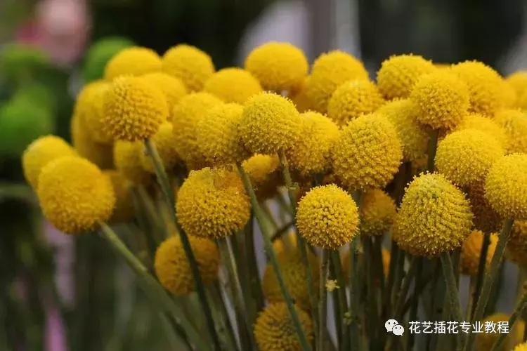金槌花又叫黄金球,其色如黄金,圆圆滚滚,形状憨厚可爱,是花艺中不能