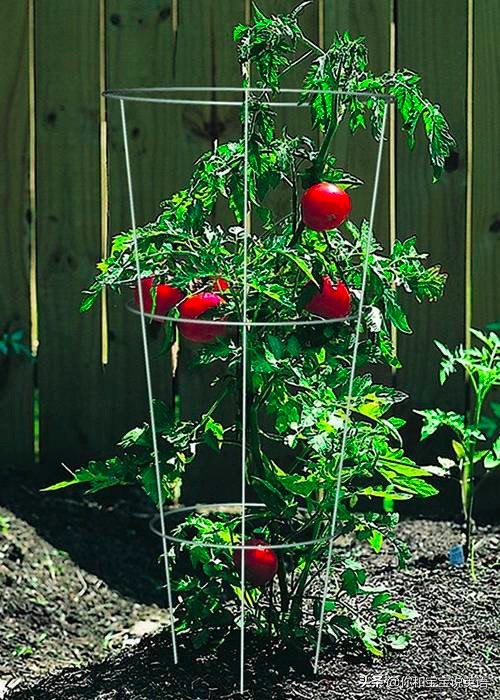 采摘亲子英文+科普—草莓蓝莓、萝卜白菜，谁长地上，谁长藤上？