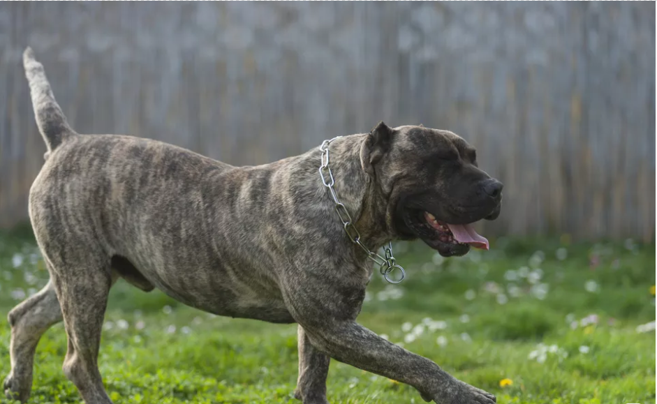 禁养犬加纳利犬，不仅打得过比特犬，还经常伤人甚至致死的狗狗