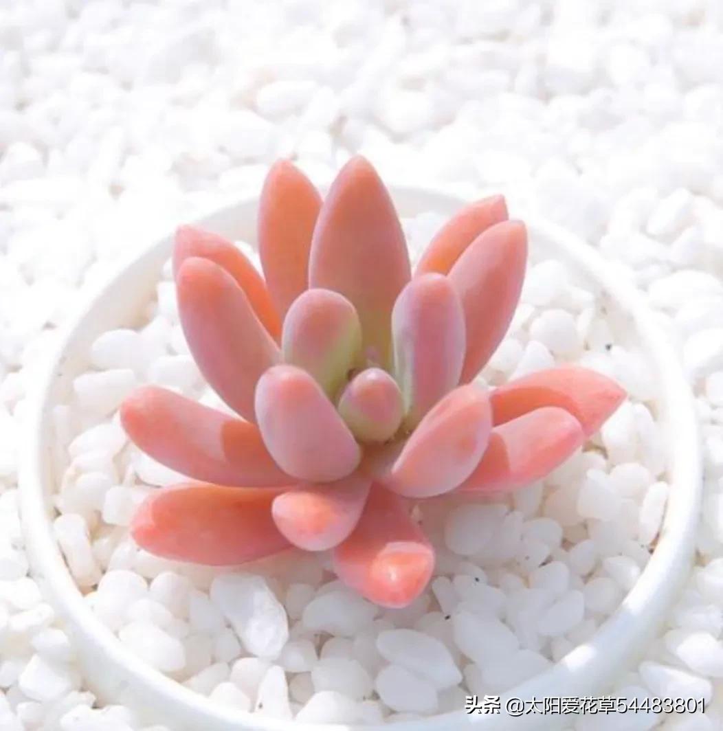 4种多肉很惹人喜欢,简单养护,天冷出状态十分美丽