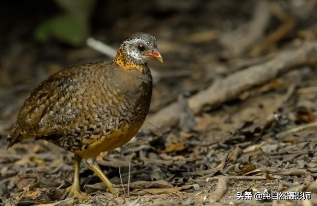 綠腳山鷓鴣百科知識,62種雉科之一