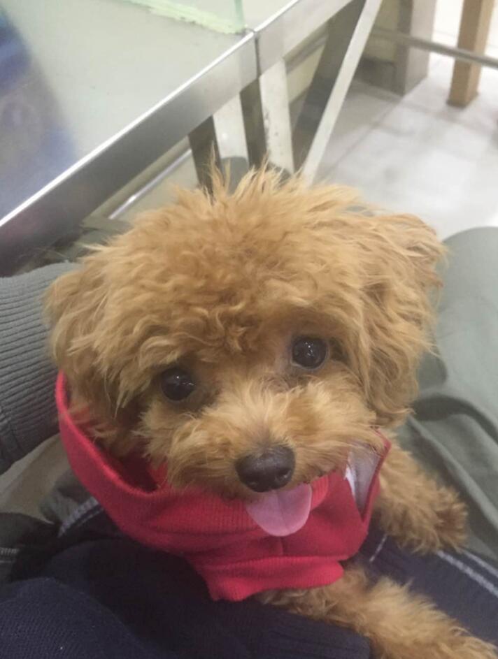 经典怀旧游戏《狂城丽影》：美女被困邪恶古堡，忠犬护主逃出生天