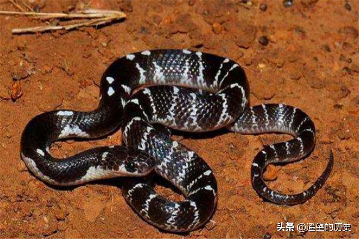 五毒是哪五毒是何意五毒指的什么