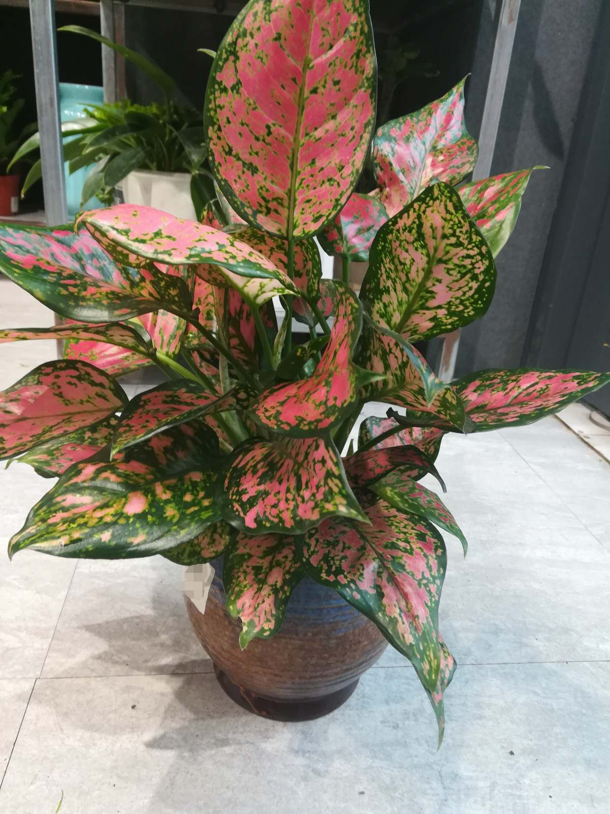 如意皇后花的图片(利于健康的吉祥花) - 赤虎壹号