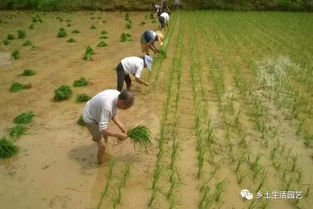 立夏种什么农作物（立夏节气适合种植的农作物）