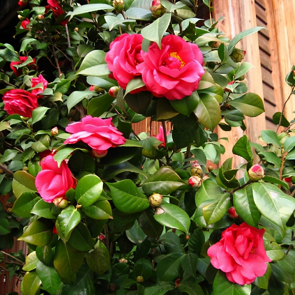 有钱人爱养的"吉祥花",建议你也养一盆,旺财运利健康