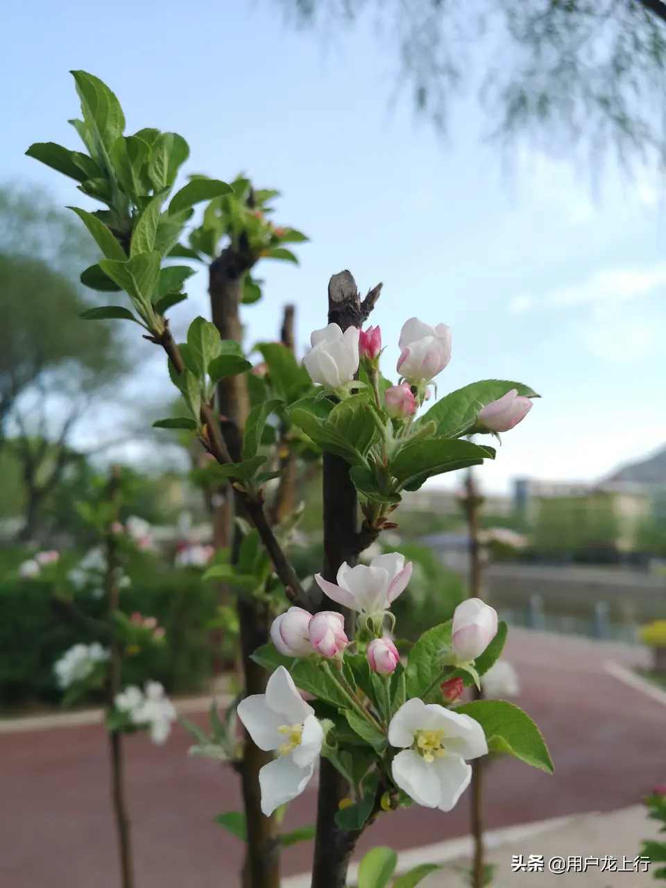 观电影《精武风云.陈真》有感临清实验小学王思睿