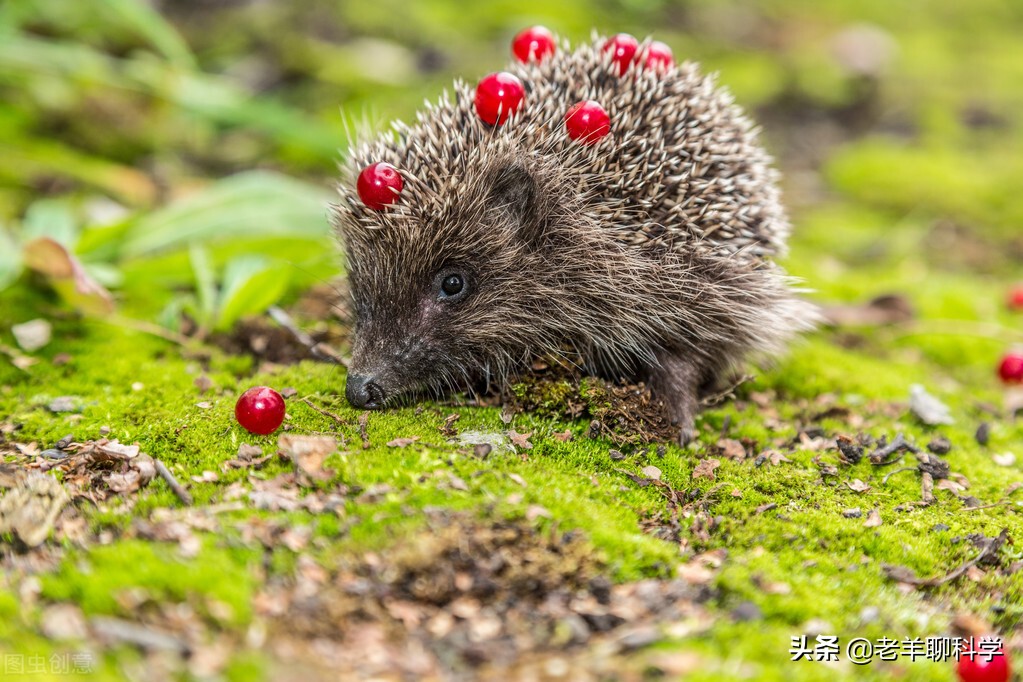 入列《国家保护的有益的或者有重要经济,科学研究价值的陆生野生动物