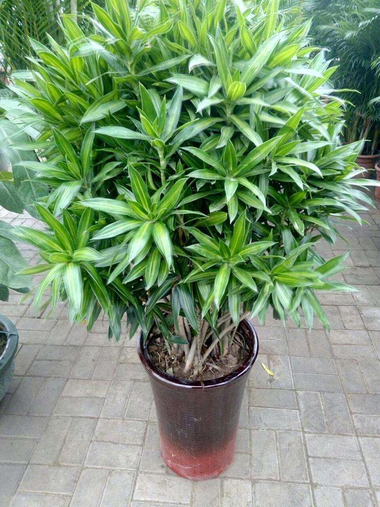 第一次认识百合竹是在一个朋友家中看到,越看越是喜欢,还带着富贵吉祥