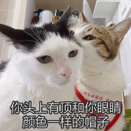 猫咪撩妹表情包：你是我见过女孩子中最美又最可爱的一个