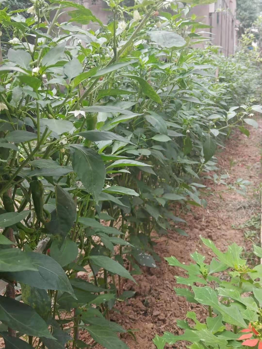 农村菜园种植的朝天椒,为何每穴定植两棵?菜农说双棵丛植产量高