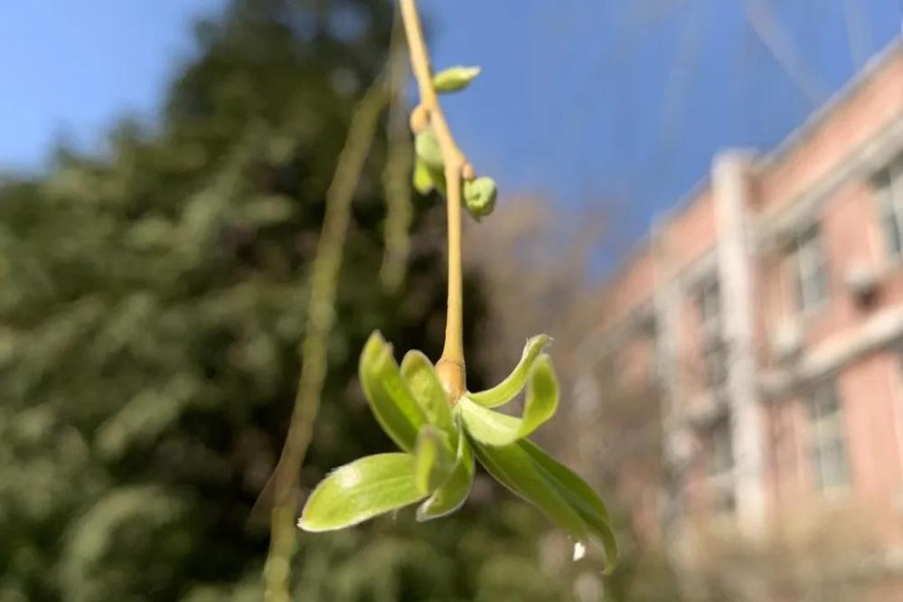 神仙颜值！北京语言大学“最美校花”高清大图来袭，总有一款你喜欢！
