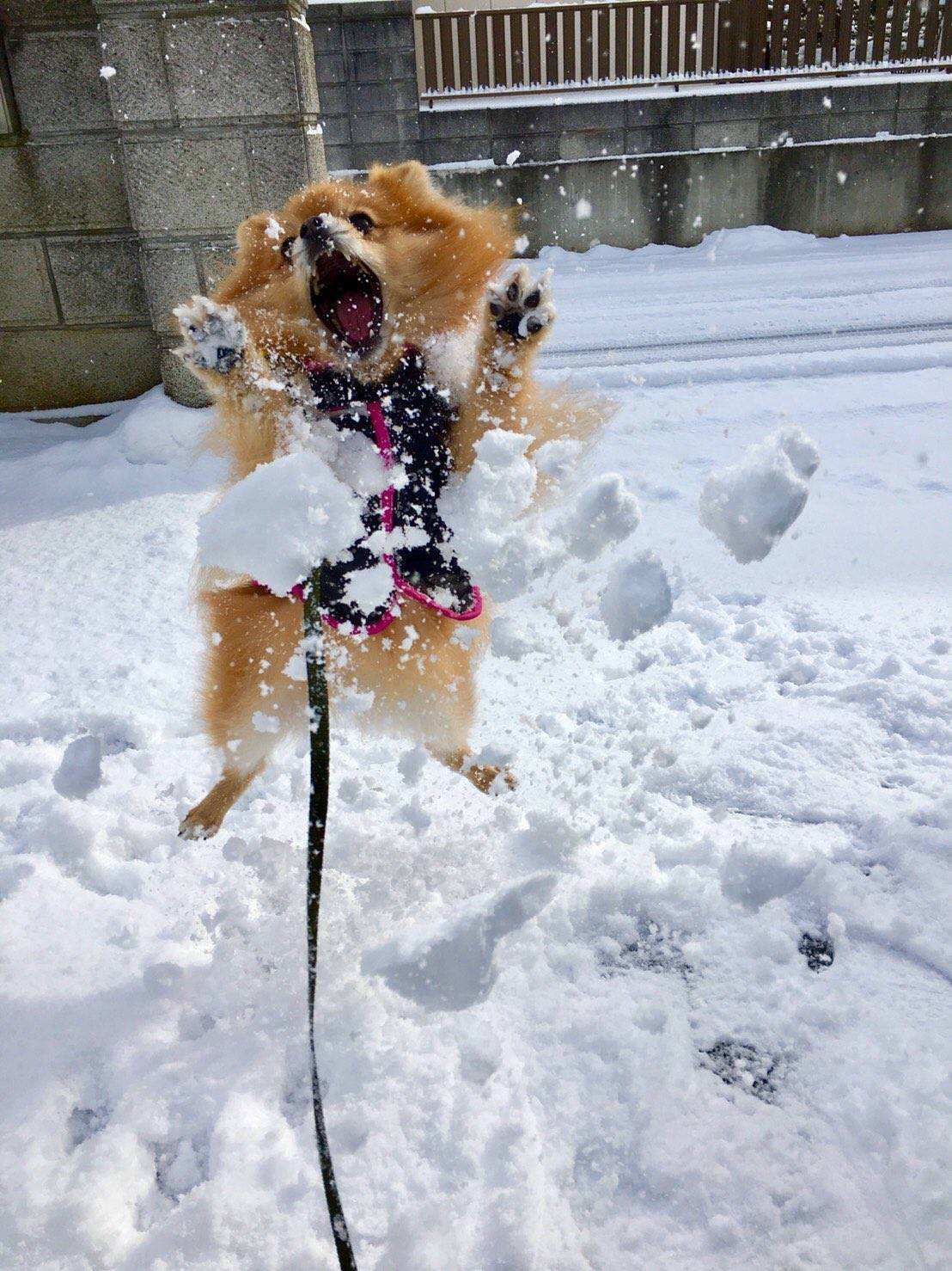 梦见下大雪是什么意思(梦到下雪预示了什么？)