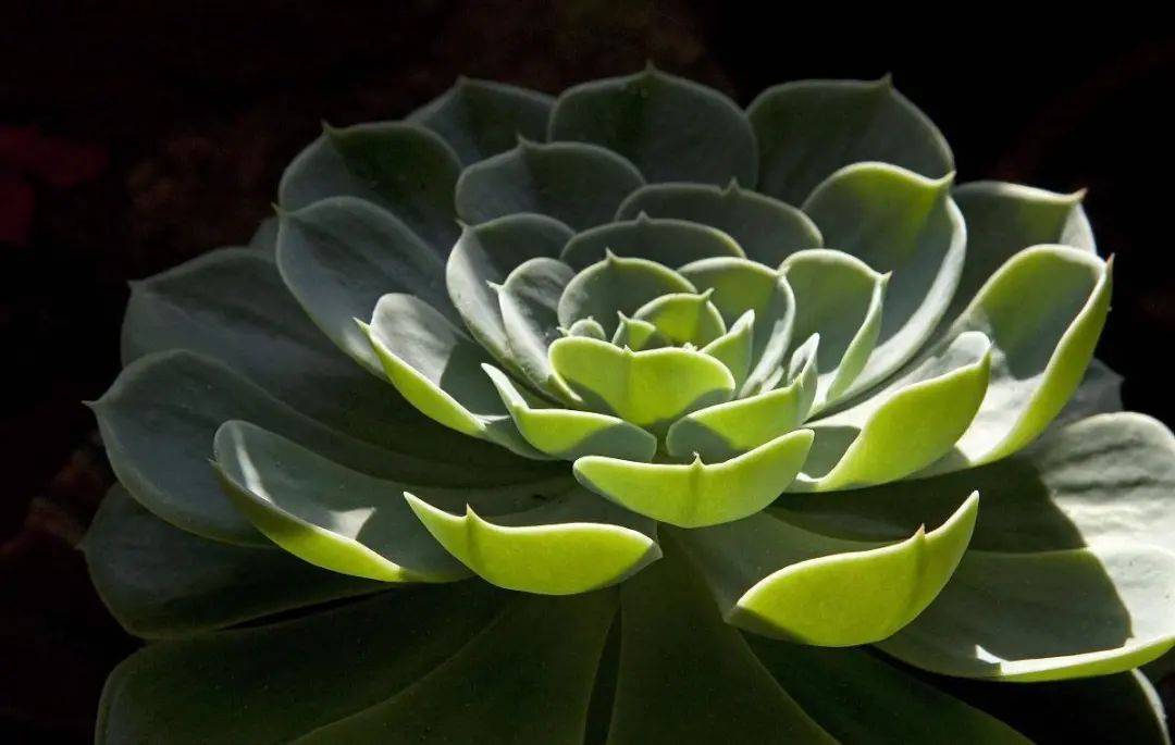 美丽不俗的莲花掌适于家居安放(美丽不俗的莲花掌适于家居安放对吗)