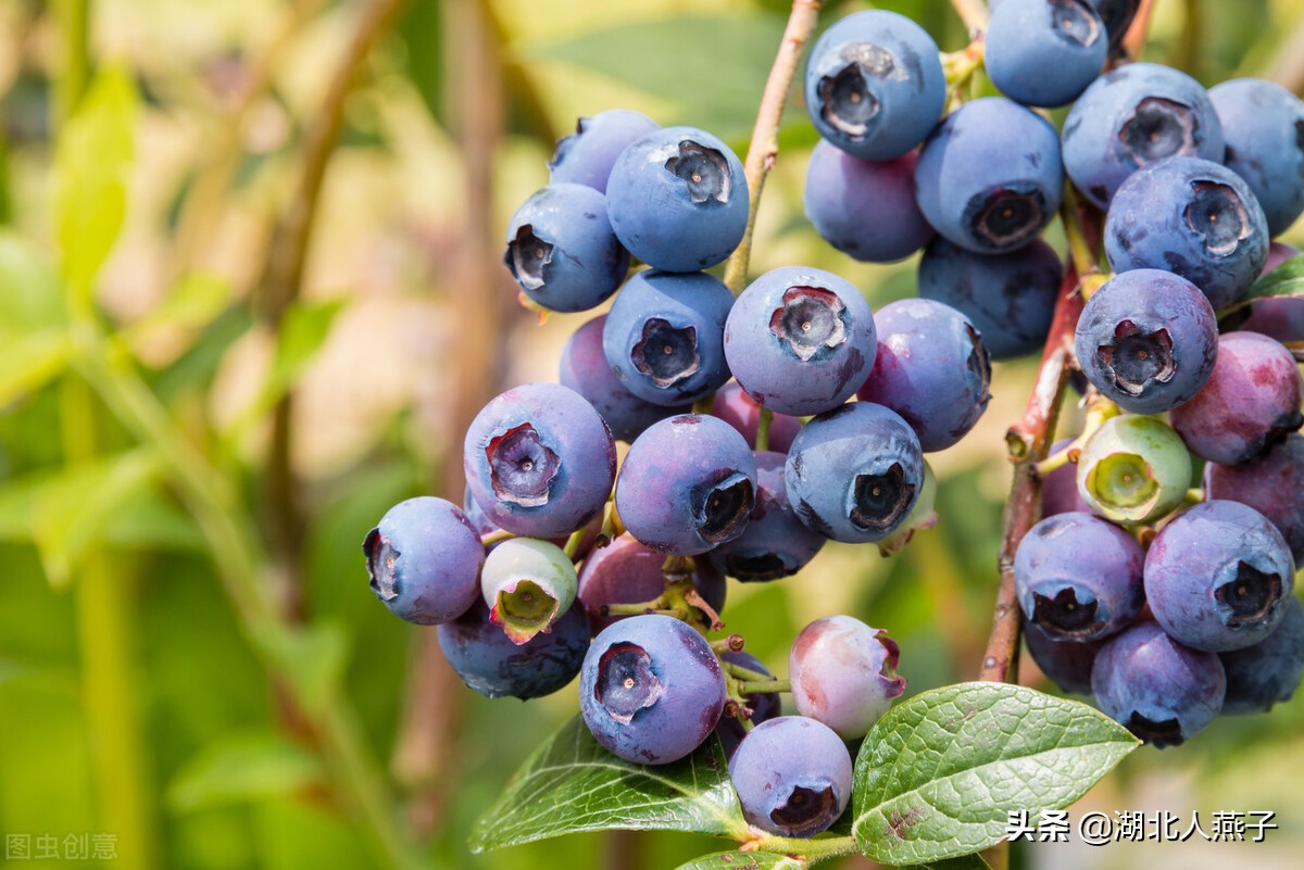 秋天要多吃10种紫色食物，花青素含量之王，全是天然的抗氧化剂