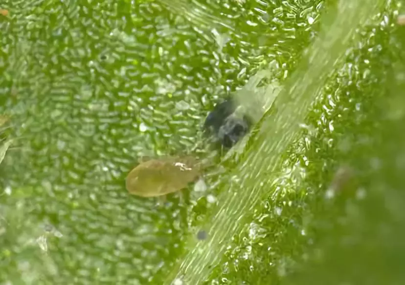 生物防治的优点是什么（果树病虫害生物防治技术的优缺点）