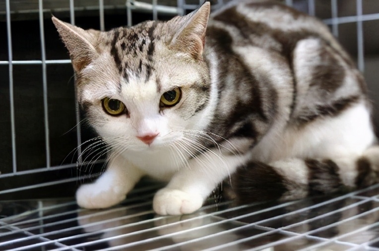 猫咪寿命排行榜，最长的猫可以活20年，你家猫上榜了吗？