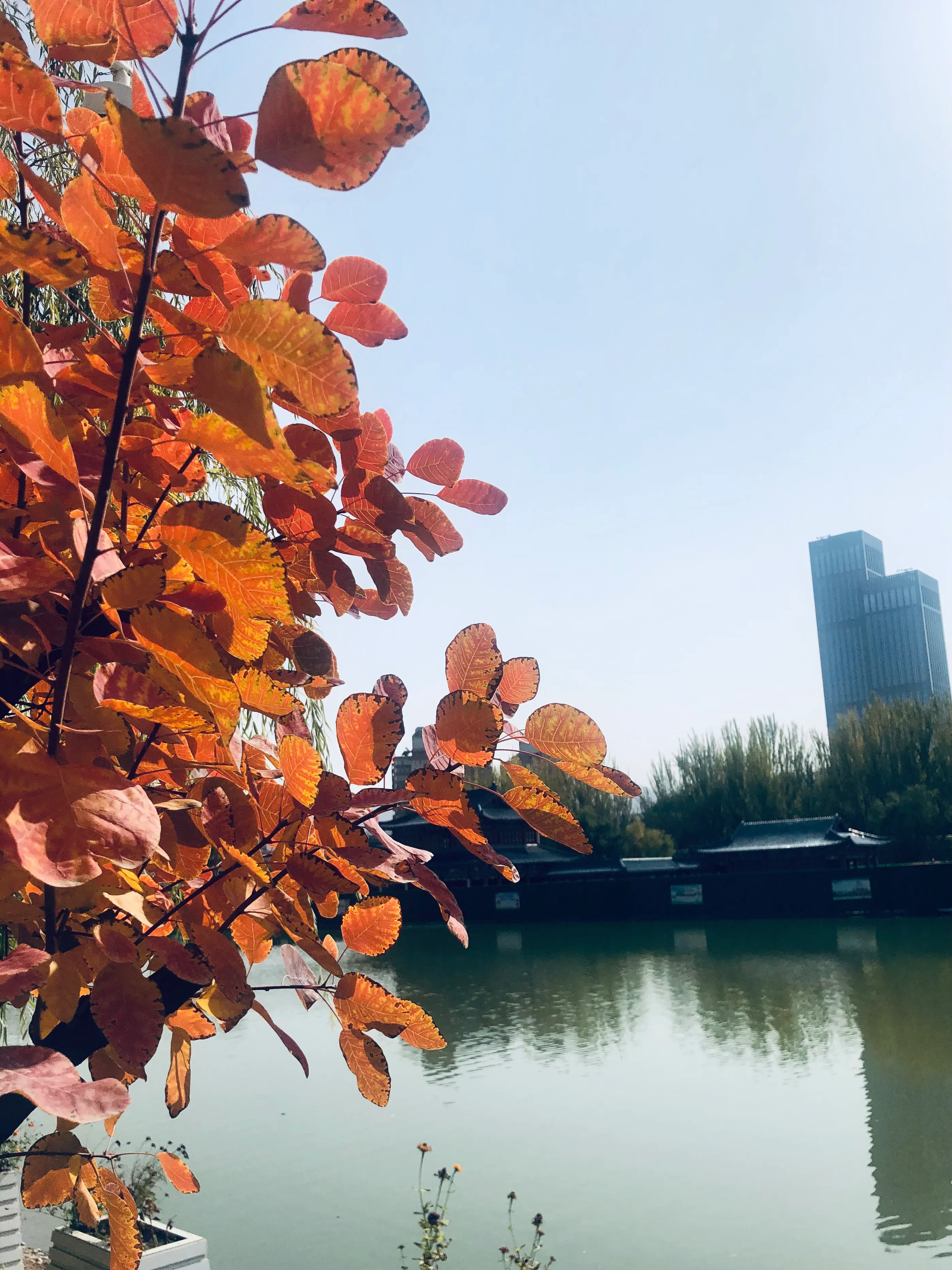 为离去的秋天礼赞