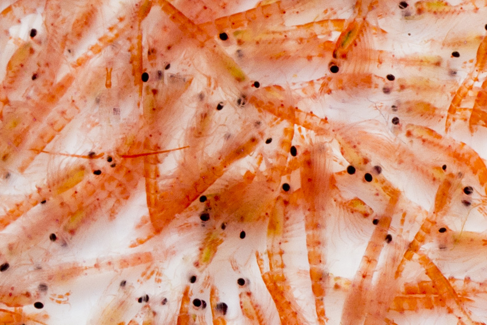 被称为海上金矿的南极磷虾,数个发达国家争锋,中国或成最强黑马