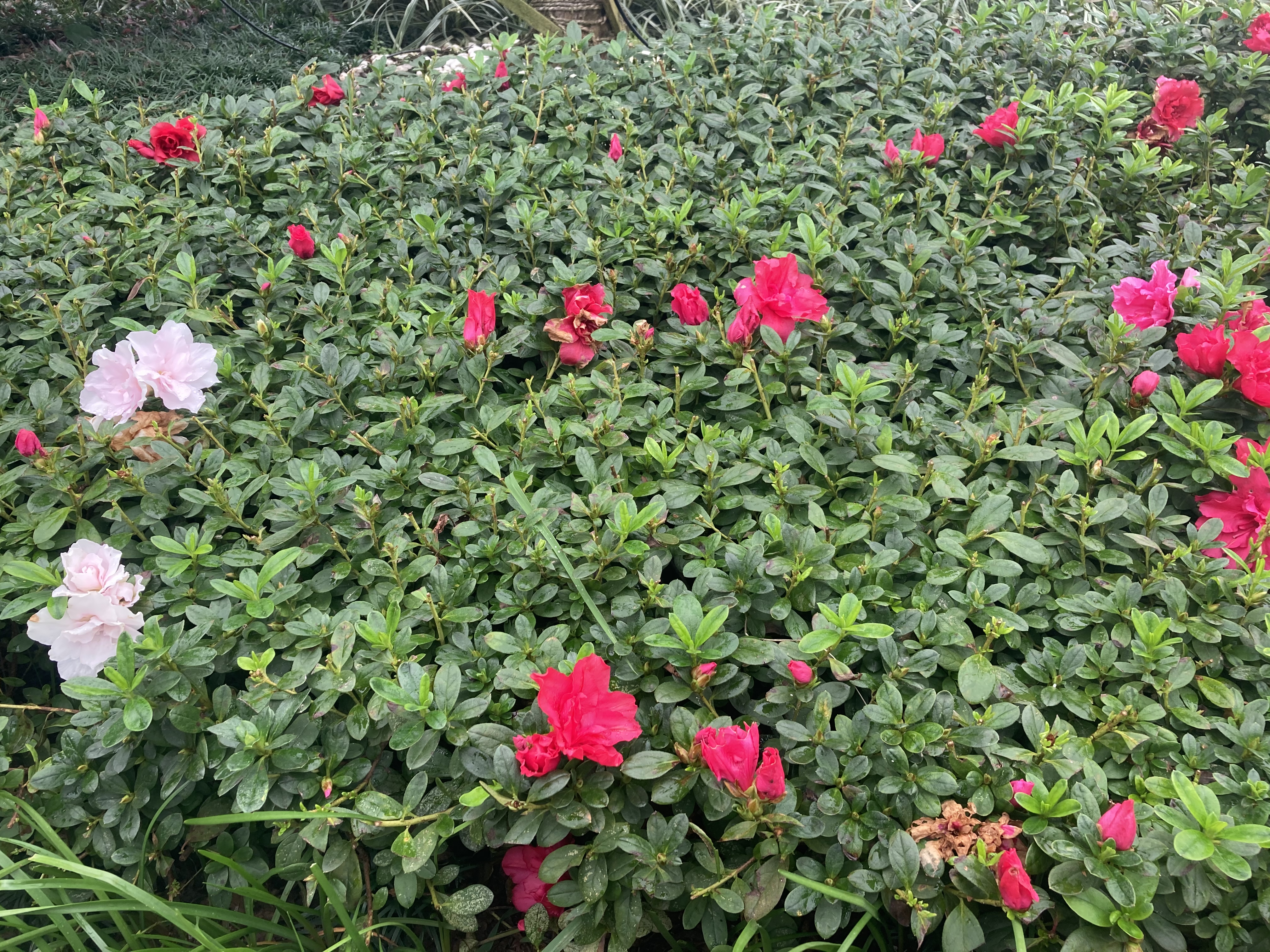 艾 青《我爱这土地》赏 析