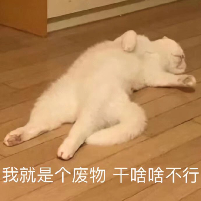 猫咪表情包合集你这是想干嘛呀？