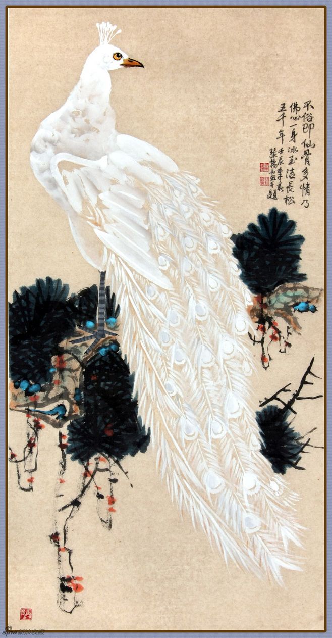 孔雀东南飞！高贵、冷艳的白孔雀