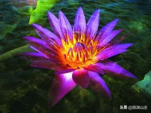 描写荷花诗词(38首)