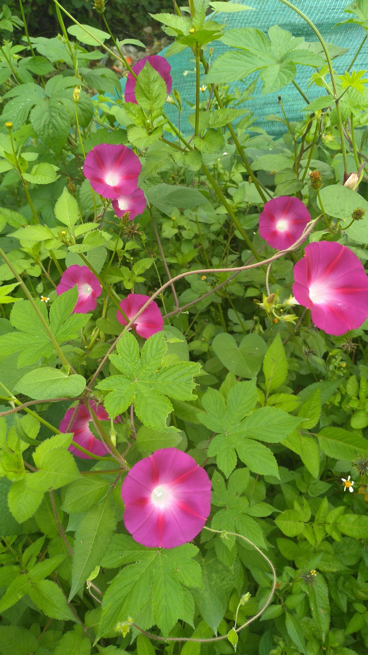 喇叭花的样子(图文讲解喇叭花的真正模样)