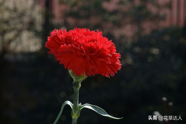 康乃馨代表什么（康乃馨的象征和寓意介绍）