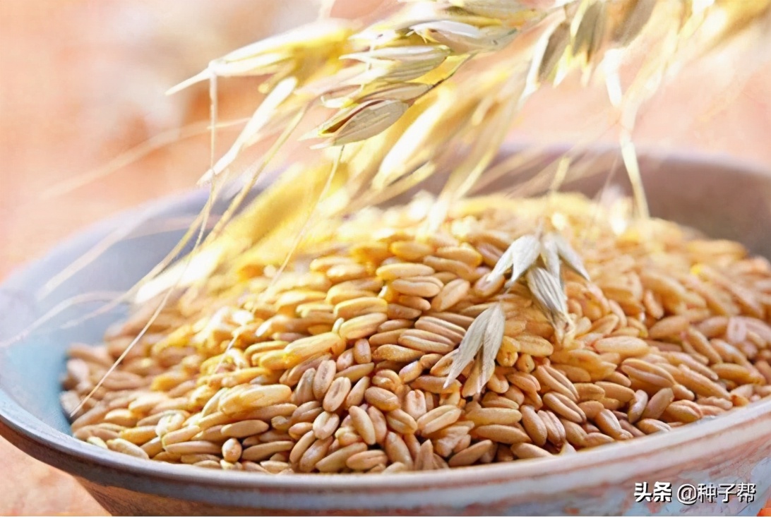 燕麦和小麦的区别（燕麦的种植方法介绍大全）