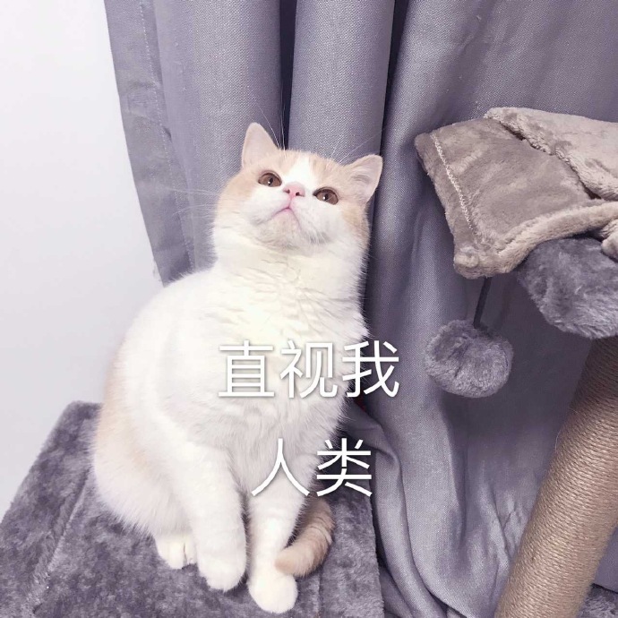 猫咪表情包：今晚那个吗